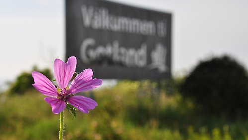 Skylt med texten Välkummen ti Gotland och en blomma i förgrunden