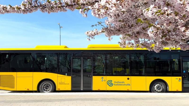 Gul buss står parkerad vid ett blommande träd.