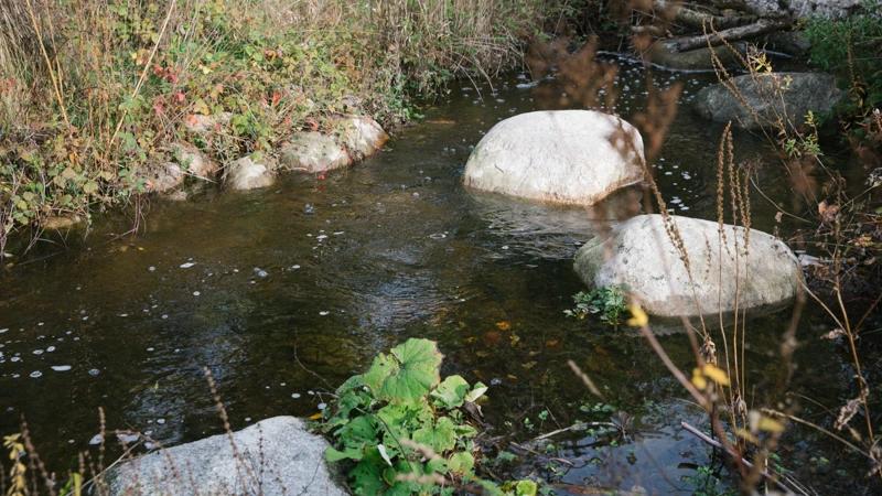 En bäck som rinner genom en frodig grön skog.