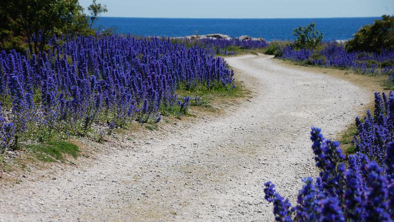 Blåeld längst med en grusväg vid Gotlands kust.