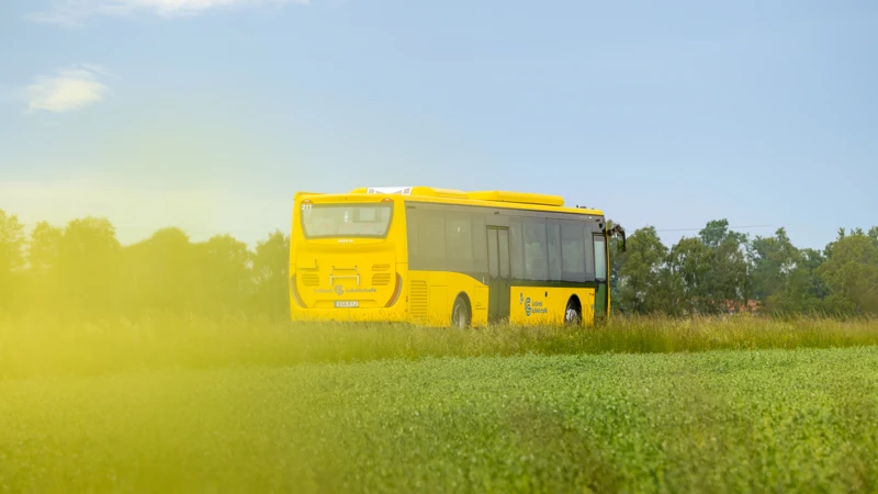 gul buss