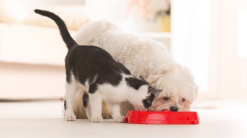 Hund och katt äter i samma skål
