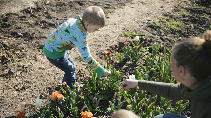 Ett barn plockar tulpaner.