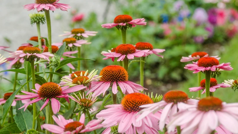 blommor