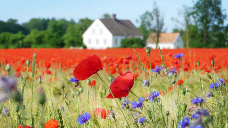 Gotlandsgård med blommor framför