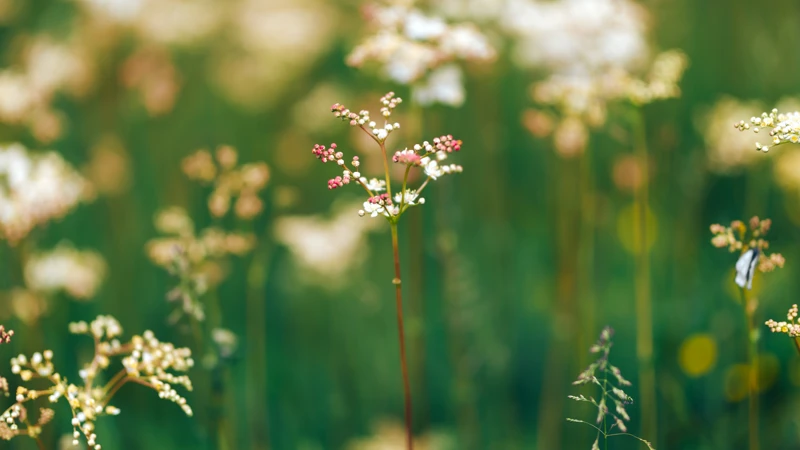 blommor i gräset