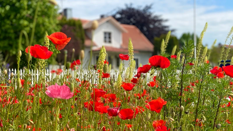 lantligt hus med vallmo i förgrunden