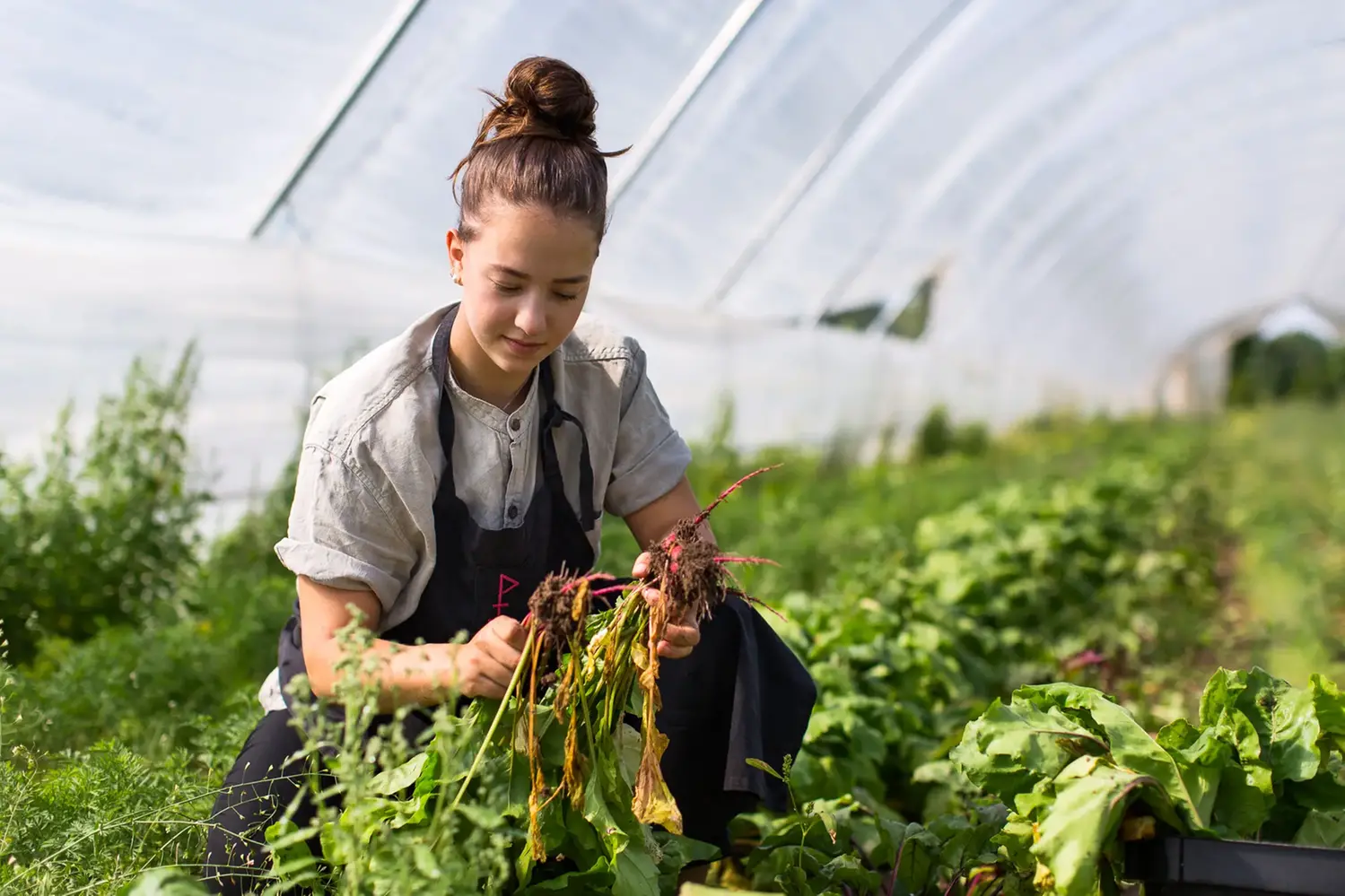 Ung kvinna som skördar rotfrukter i ett växthus