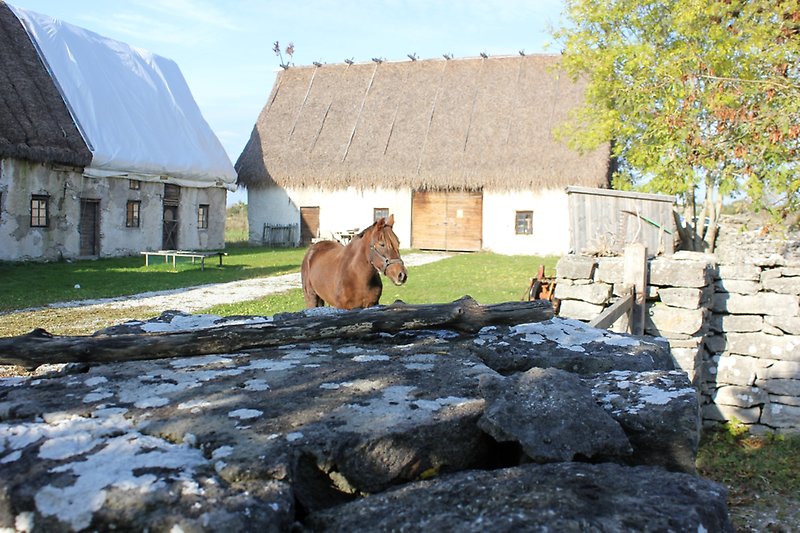 Ett staket av natursten, vacker brun häst och flera byggnader i gammal stil.