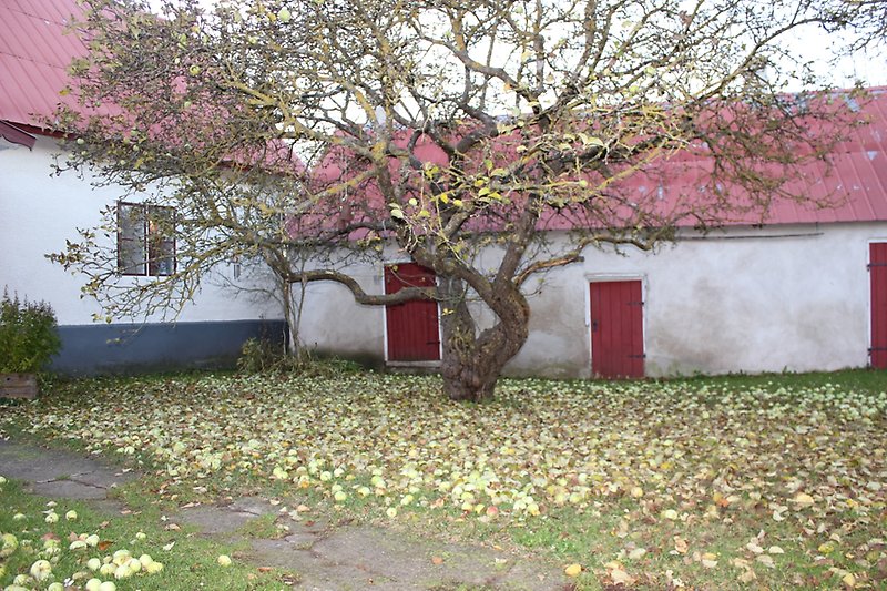 Två vita byggnader med rött plåttak och ett äppelträd på innegården.