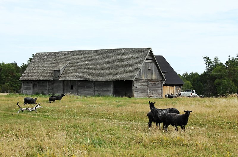 På gården finns det en gammal lada av obehandlat trä och några frigående svarta lam.
